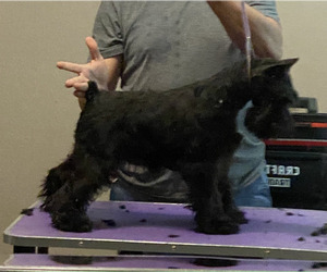 Medium Schnauzer (Miniature)