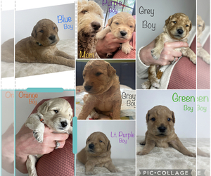 Double Doodle Puppy for sale in SAINT JOHNS, FL, USA