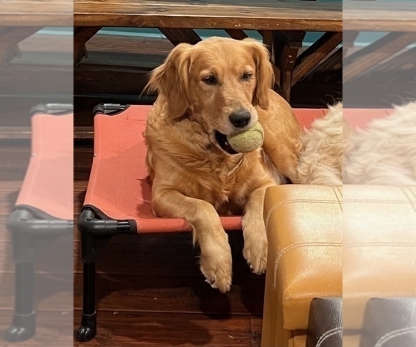 Medium Photo #1 Golden Retriever Puppy For Sale in FORT WORTH, TX, USA