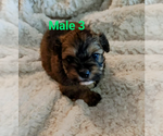 Small #3 Malchi