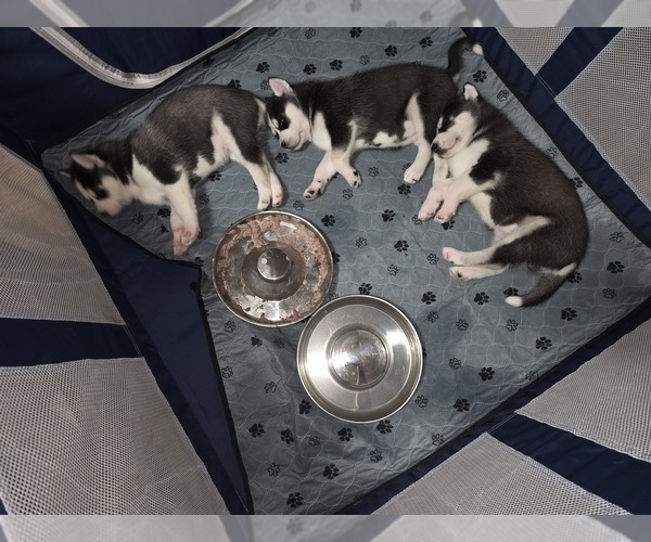 Medium Photo #12 Siberian Husky Puppy For Sale in ALTON, IL, USA