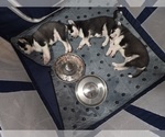 Small #10 Siberian Husky