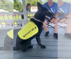 ASHER - Male German Shepherd Dog-Unknown Mix Dog for Adoption - Photo #4