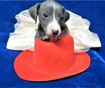 Small Photo #2 Italian Greyhound Puppy For Sale in NORWOOD, MO, USA