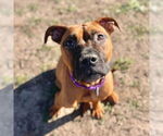 Small American Staffordshire Terrier Mix