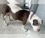 Small American Pit Bull Terrier