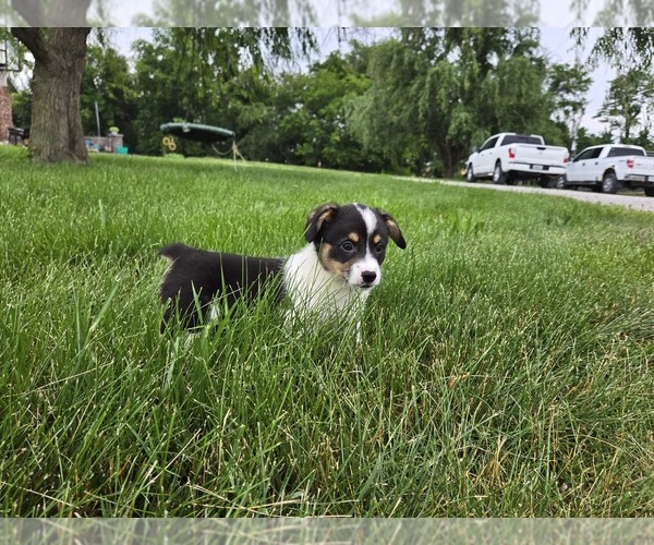 Medium Photo #1 American Corgi Puppy For Sale in CARLYLE, IL, USA