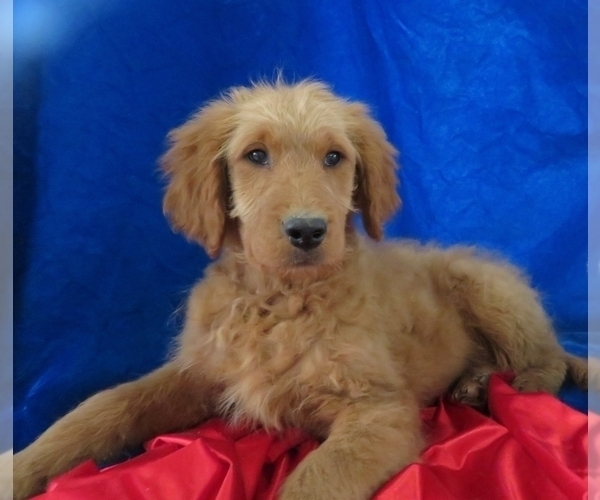 Medium Photo #1 Goldendoodle Puppy For Sale in NORWOOD, MO, USA