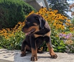Puppy Gabby Rottweiler