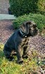 Small Photo #3 Cane Corso Puppy For Sale in BEAR, DE, USA