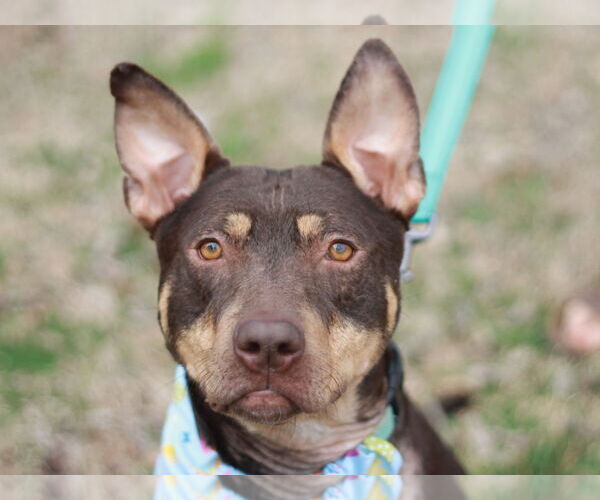Medium Photo #1 Bull Terrier-Doberman Pinscher Mix Puppy For Sale in Cookeville, TN, USA