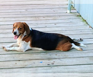 Pixie *Available Soon* - Female Beagle Dog for Adoption - Photo #5