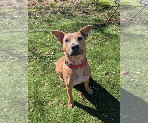 Medium Photo #1 Mutt Puppy For Sale in Calhoun, GA, USA