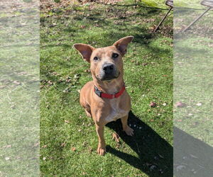 Mutt Dogs for adoption in Calhoun, GA, USA