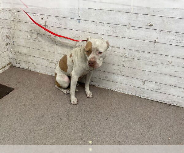 Medium Photo #1 American Pit Bull Terrier Puppy For Sale in San Bernardino, CA, USA