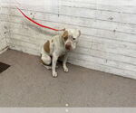 Small American Pit Bull Terrier