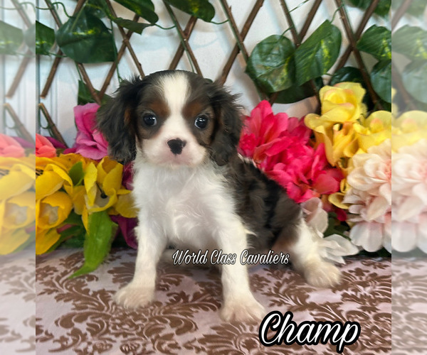 Medium Photo #1 Cavalier King Charles Spaniel Puppy For Sale in MIAMI, FL, USA