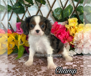 Cavalier King Charles Spaniel Puppy for sale in MIAMI, FL, USA