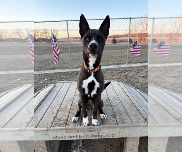 Medium Photo #5 Siberian Husky-Unknown Mix Puppy For Sale in Pierceton , IN, USA