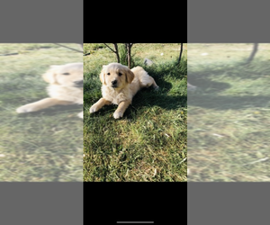 Golden Retriever Puppy for sale in SOAP LAKE, WA, USA