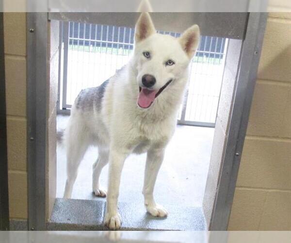 Medium Photo #1 Siberian Husky-Unknown Mix Puppy For Sale in Orange, CA, USA
