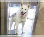 Small Siberian Husky Mix