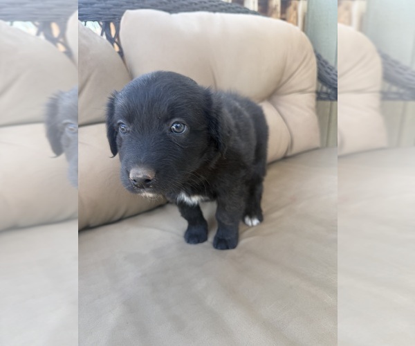 Medium Photo #19 Australian Shepherd Puppy For Sale in WILLIAMS, AZ, USA