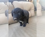 Small #4 Australian Shepherd