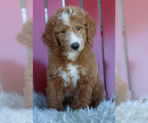 Goldendoodle (Miniature) Puppy for sale in ITASCA, TX, USA