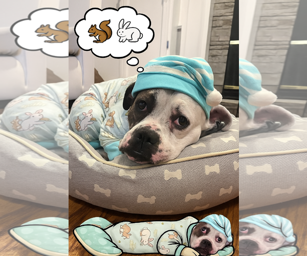 Medium Photo #3 Bullboxer Pit Puppy For Sale in GILBERTS, IL, USA