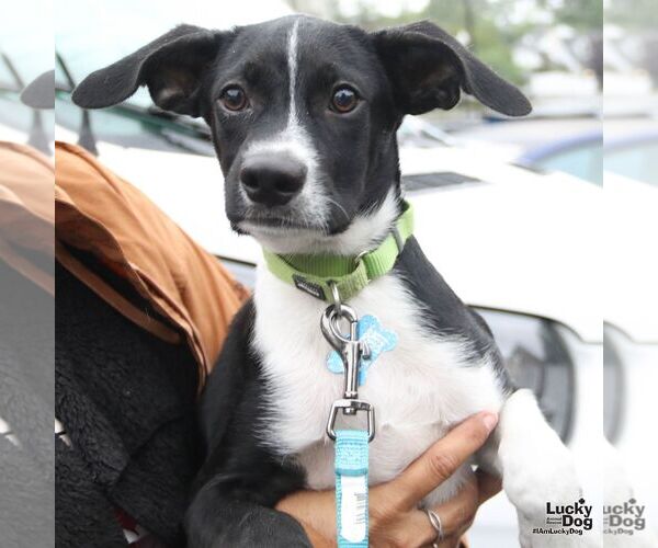 Medium Photo #5 Mutt Puppy For Sale in Washington, DC, USA