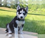 Small Photo #3 Siberian Husky Puppy For Sale in GOSHEN, IN, USA
