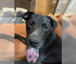 Small #24 American Pit Bull Terrier-Labrador Retriever Mix
