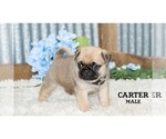 Small #10 Pug