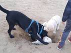 Small Photo #6 Golden Labrador-Golden Shepherd Mix Puppy For Sale in TORRANCE, CA, USA