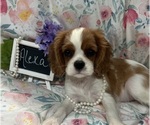 Small #5 Cavalier King Charles Spaniel