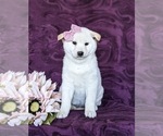 Small #1 Shiba Inu