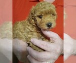 Puppy 6 Goldendoodle-Poodle (Miniature) Mix