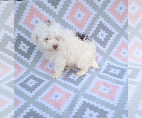 Medium Photo #2 Poodle (Miniature) Puppy For Sale in DUNNVILLE, KY, USA