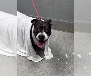 American Bulldog-Unknown Mix Dogs for adoption in Las Vegas, NV, USA
