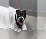 Small American Bulldog Mix