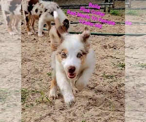 Border Collie Puppy for Sale in ELMENDORF, Texas USA