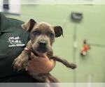 Small American Staffordshire Terrier Mix