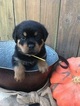 Small Photo #3 Rottweiler Puppy For Sale in IRMO, SC, USA
