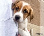 Small #4 Labrador Retriever Mix