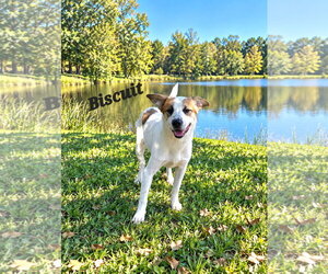 Biscuit - Male Australian Shepherd-Boxer Mix Dog for Adoption - Photo #2