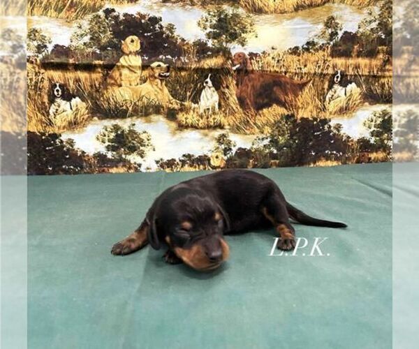 Medium Photo #1 Dachshund Puppy For Sale in WINNSBORO, LA, USA