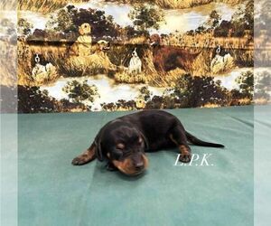 Dachshund Puppy for sale in WINNSBORO, LA, USA