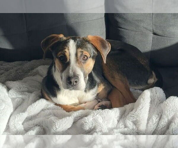 Medium Photo #4 Mutt Puppy For Sale in Minneapolis, MN, USA