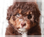 Small #3 F2 Aussiedoodle